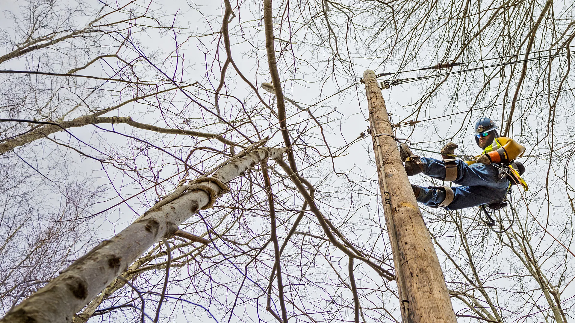 Riggsdistler Img 7294